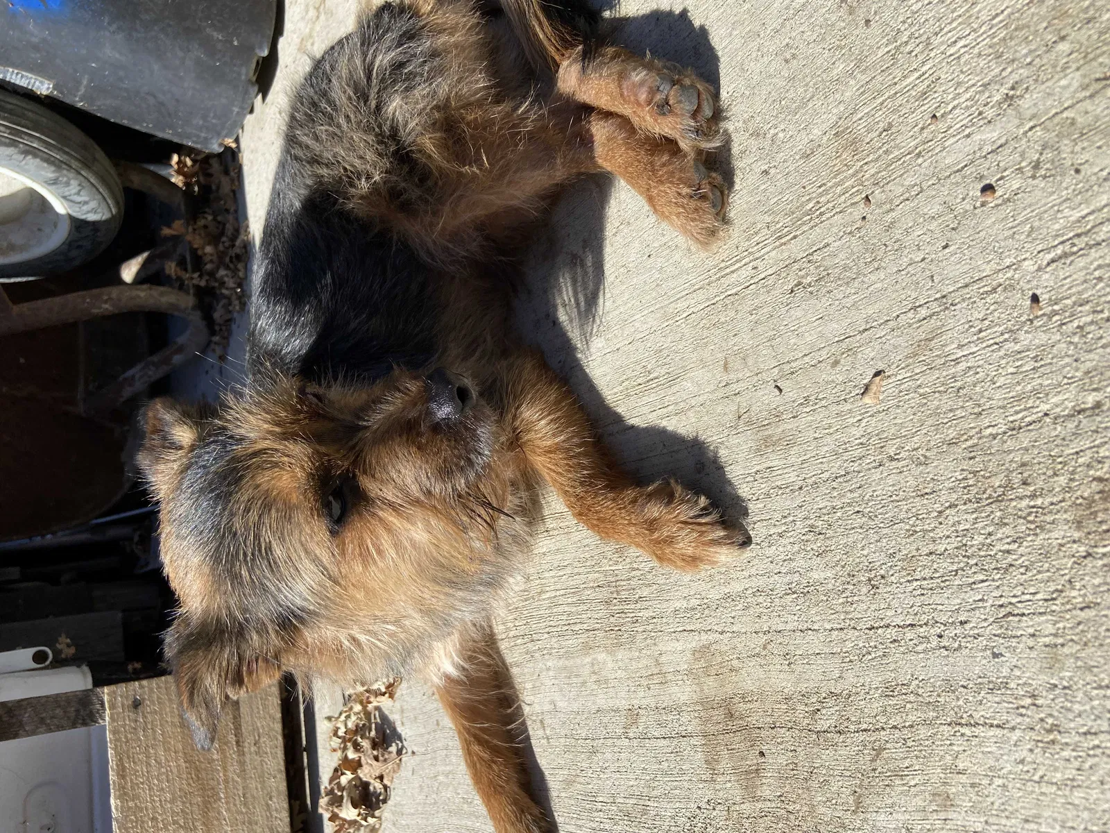 Lost dog in Orangevale, CA, 95662