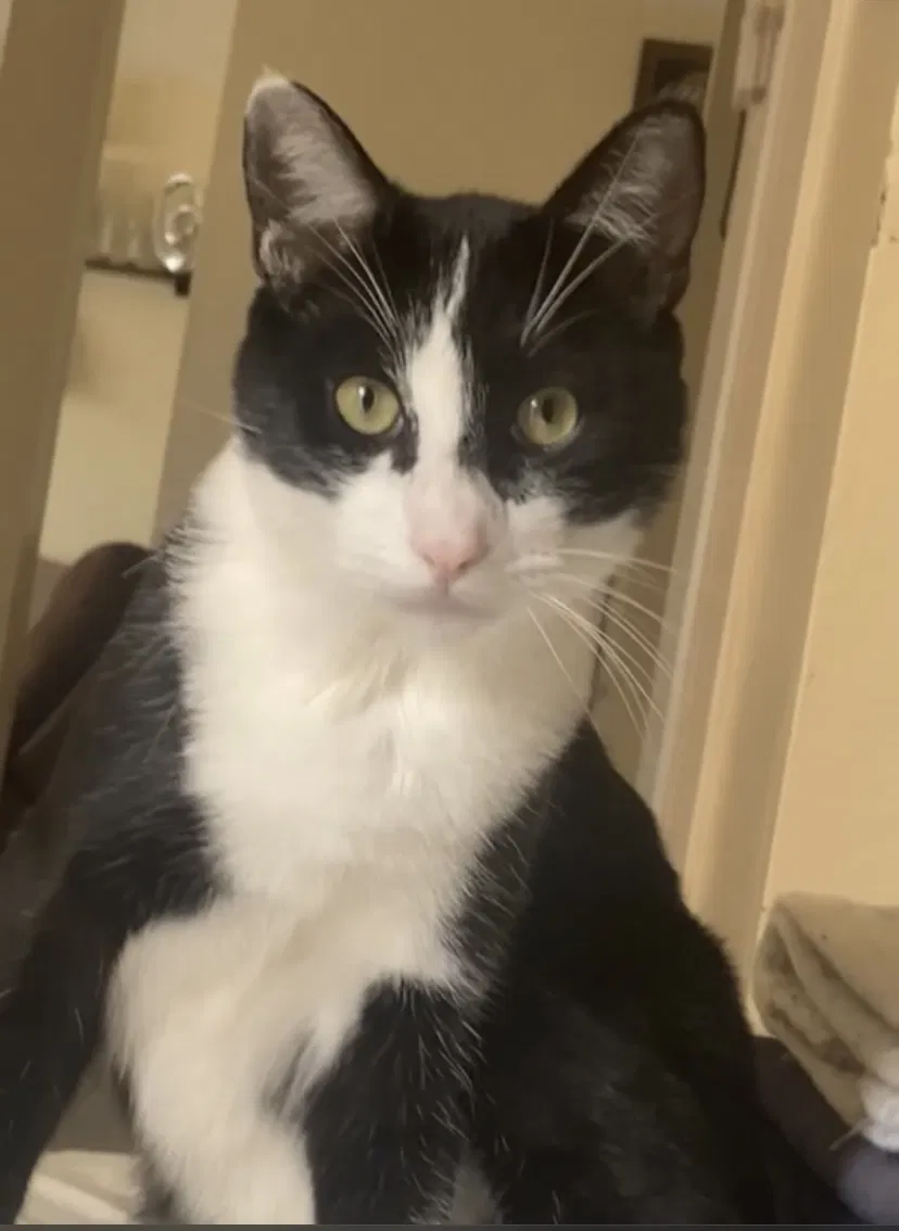 Lost cat in Huntington Beach, CA, 92647