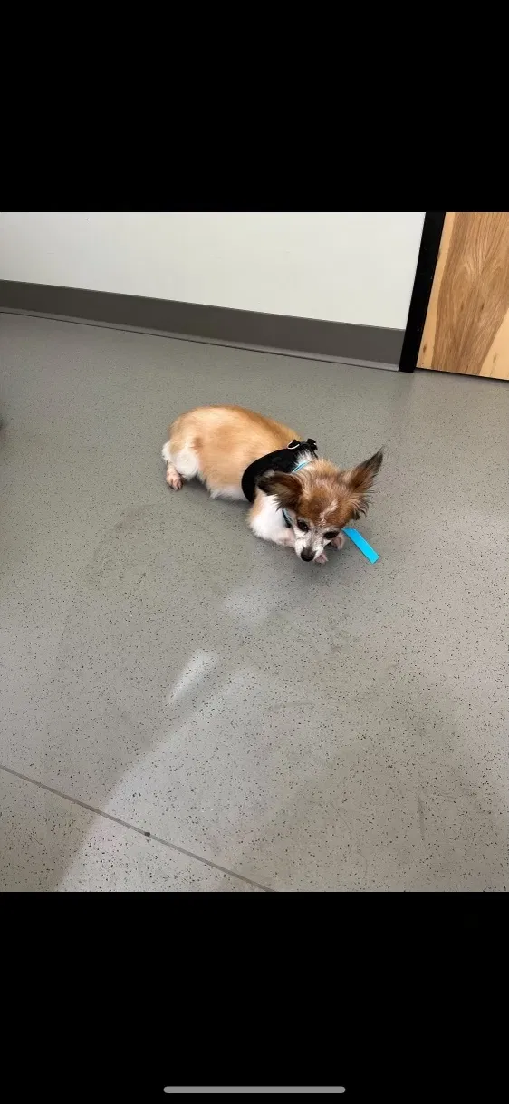 Lost dog in Anaheim, CA, 92801