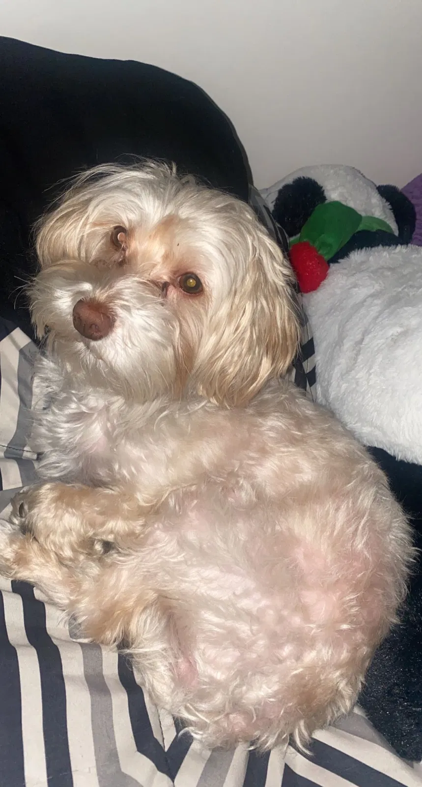 Lost dog in Las Vegas, NV, 89110