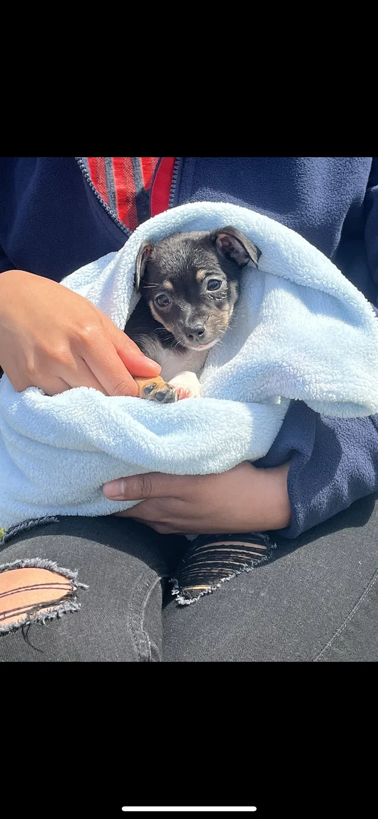 Lost dog in Houston, TX, 77022