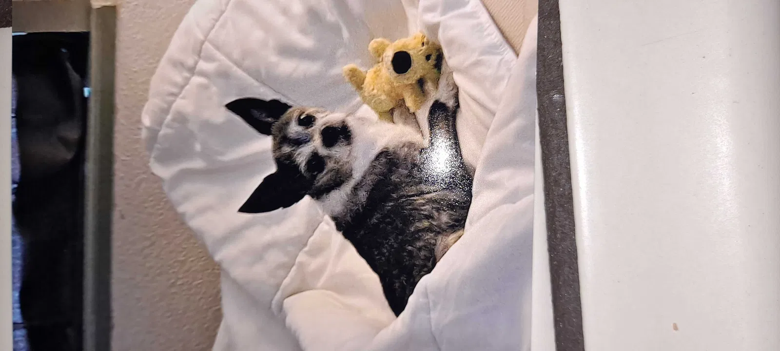 Lost dog in Reno, NV, 89512