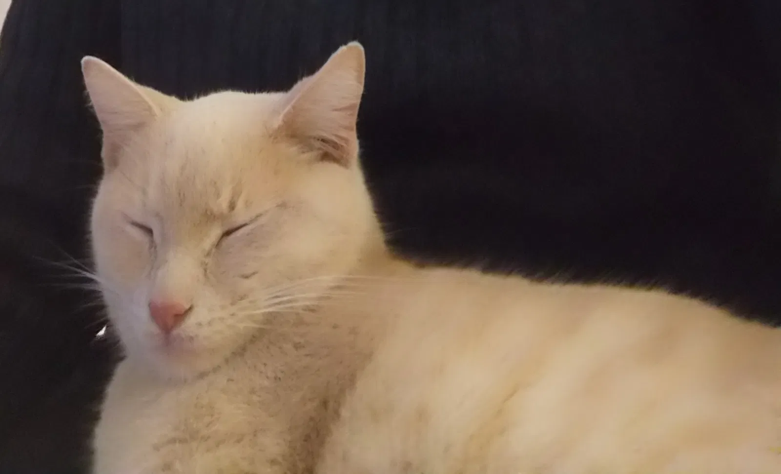 Lost cat in Brocton, NY, 14716