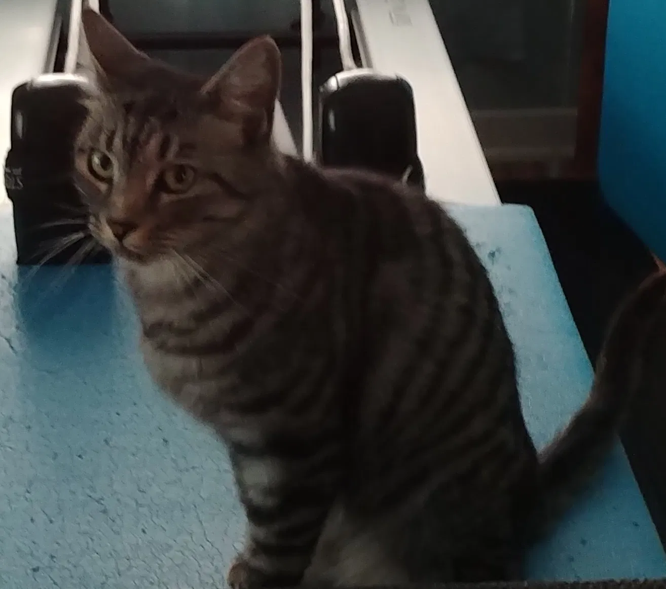 Lost cat in Pasadena, CA, 91104