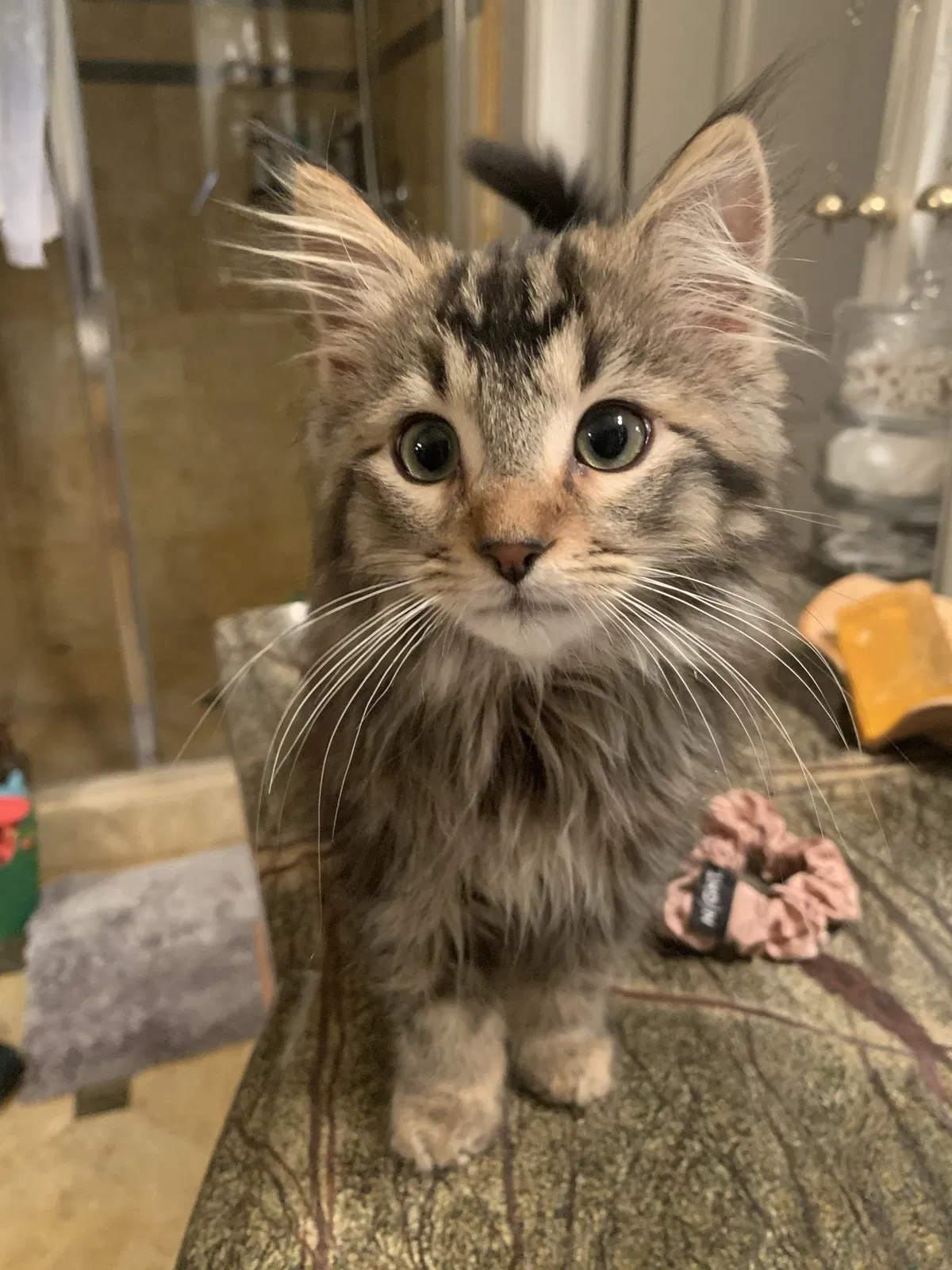 Lost cat in Rocklin, CA, 95677