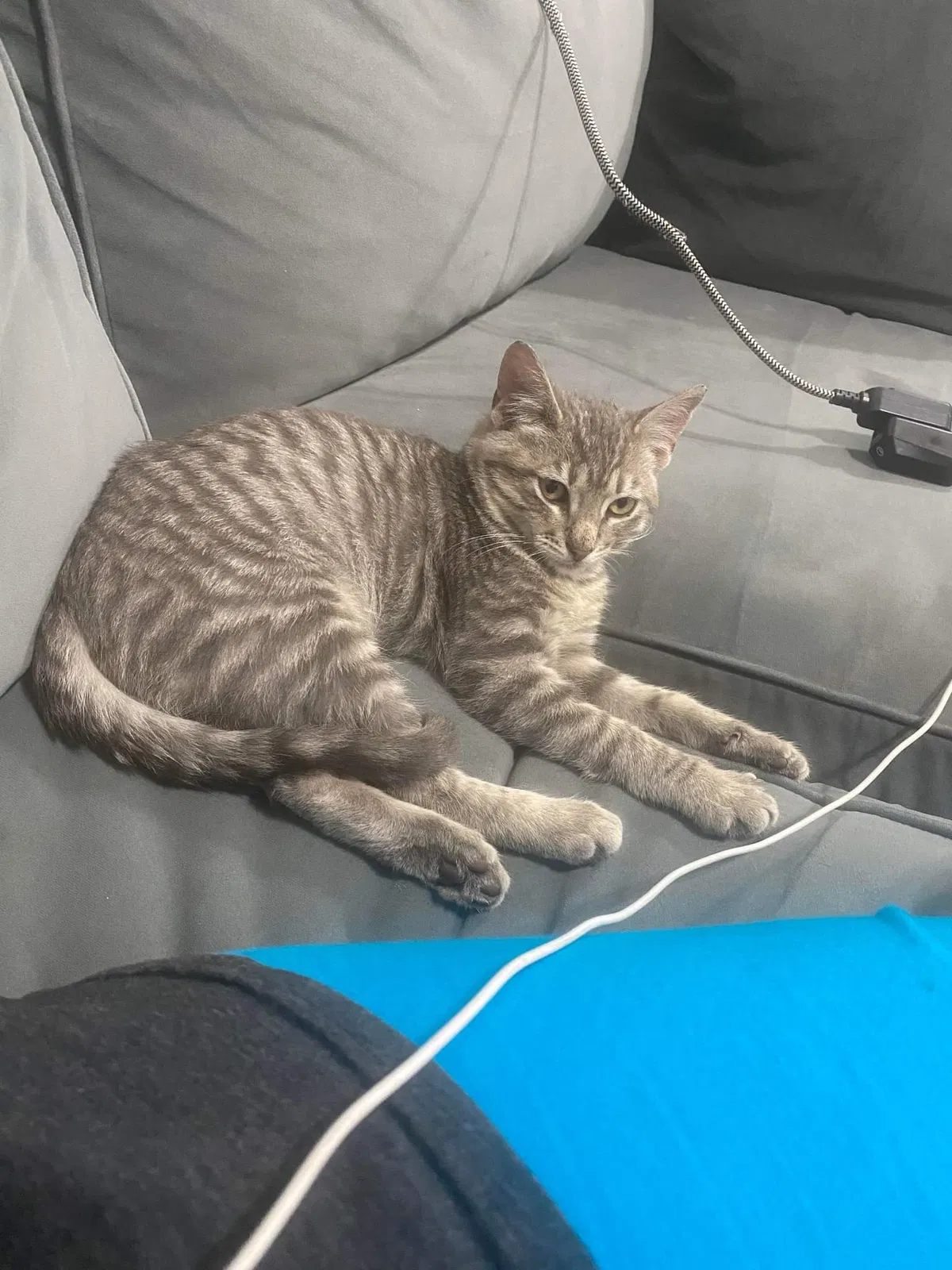 Lost cat in Denham Springs, LA, 70706