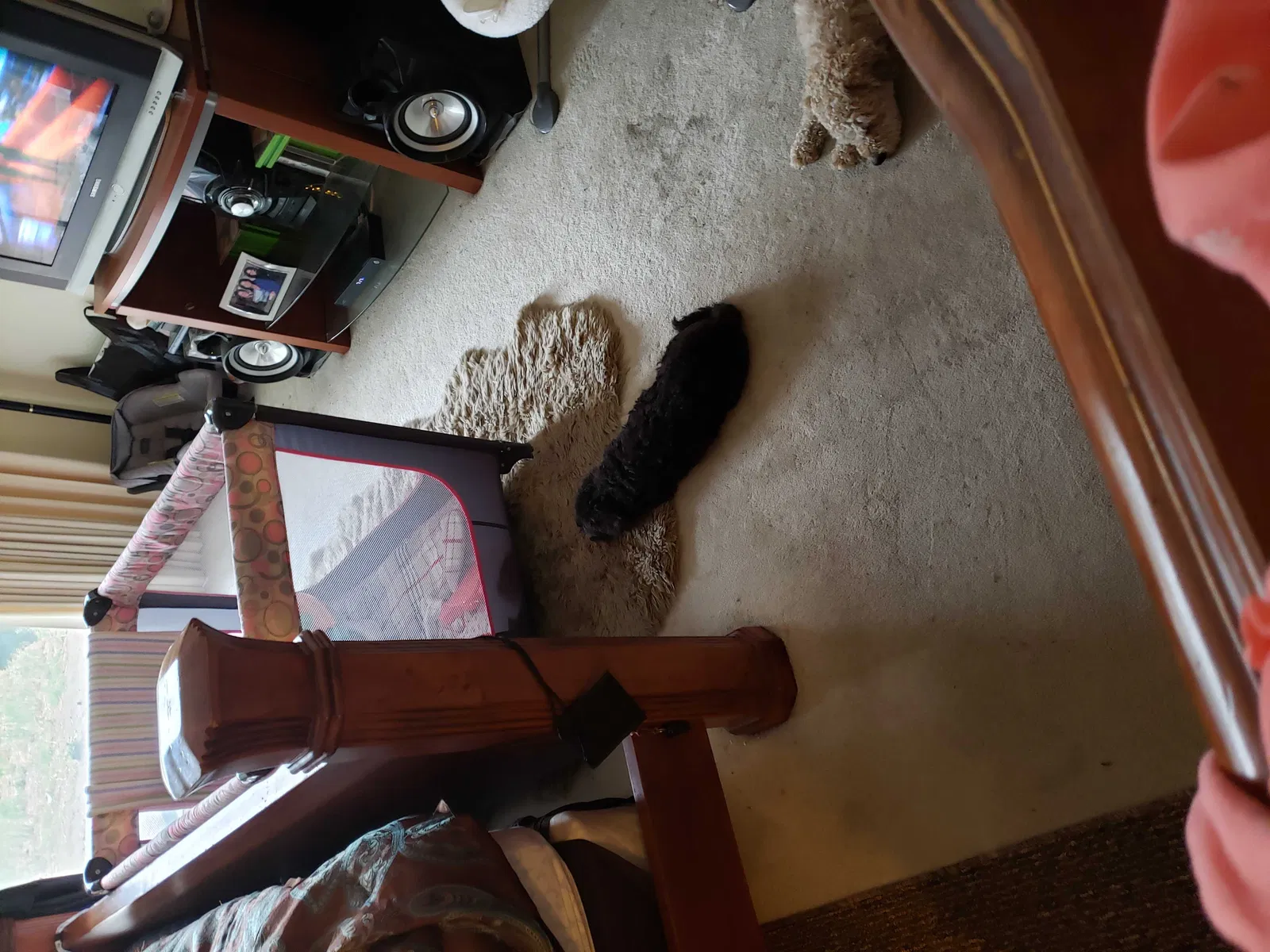 Lost dog in Los Angeles, CA, 90056