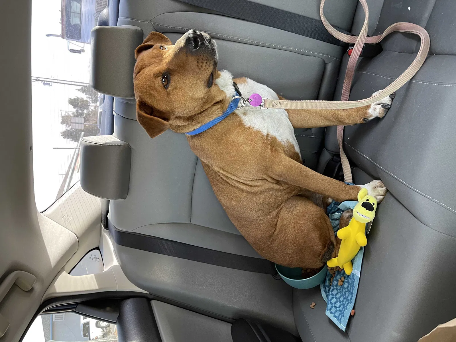 Lost dog in Albuquerque, NM, 87107