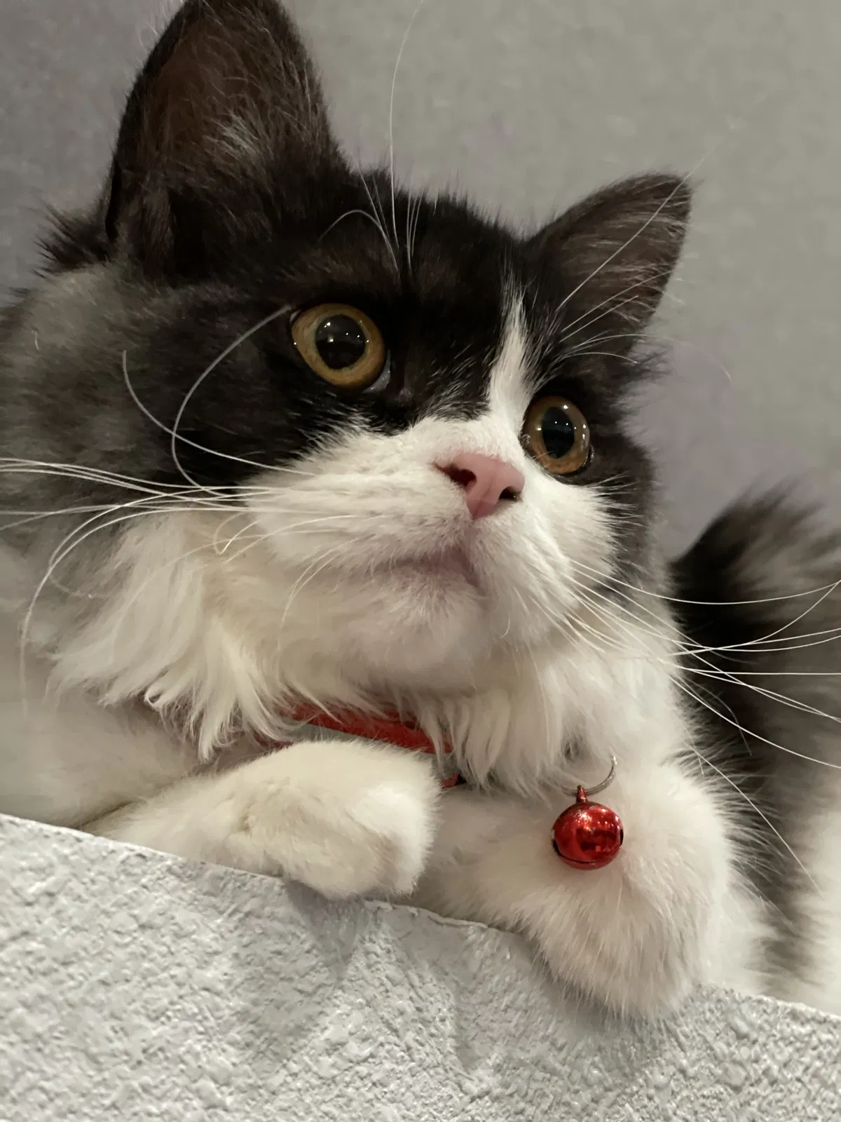 Lost cat in Spring Valley, CA, 91977
