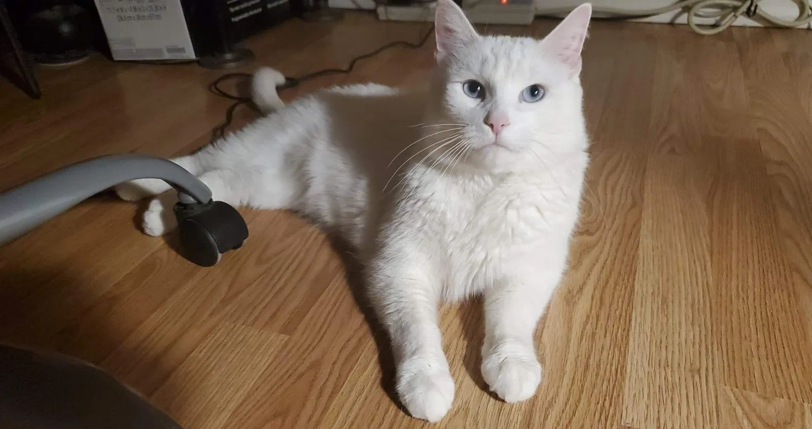 Lost cat in Rio Rancho, NM, 87144
