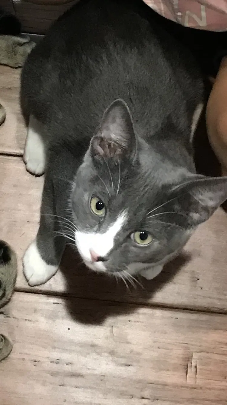 Lost cat in Cedar Park, TX, 78613