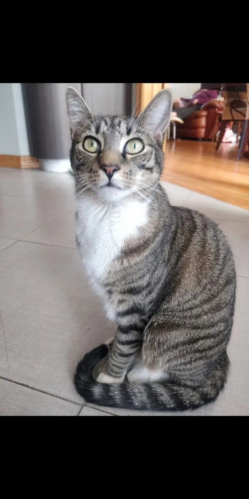 Lost cat in Ridgewood, NY, 11385