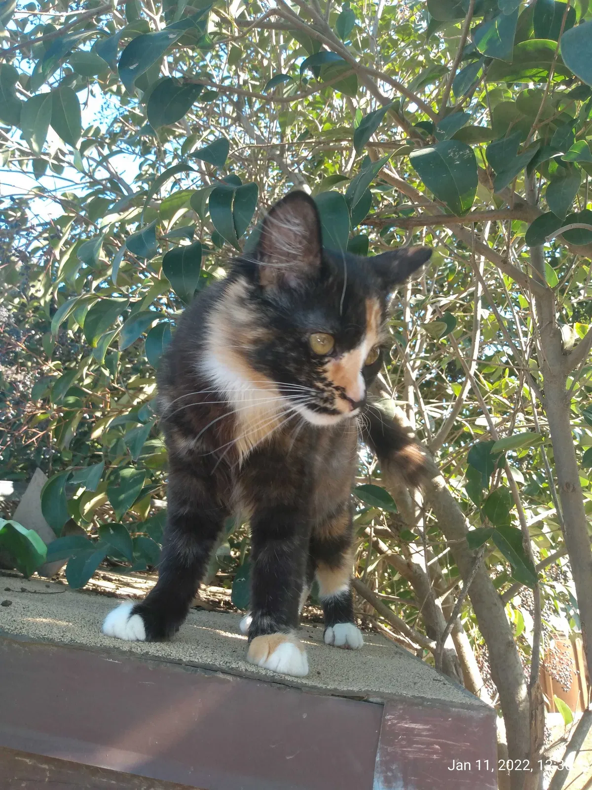 Lost cat in Empire, CA, 95319