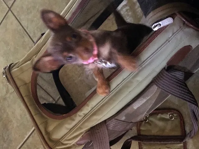Lost dog in San Antonio, TX, 78250