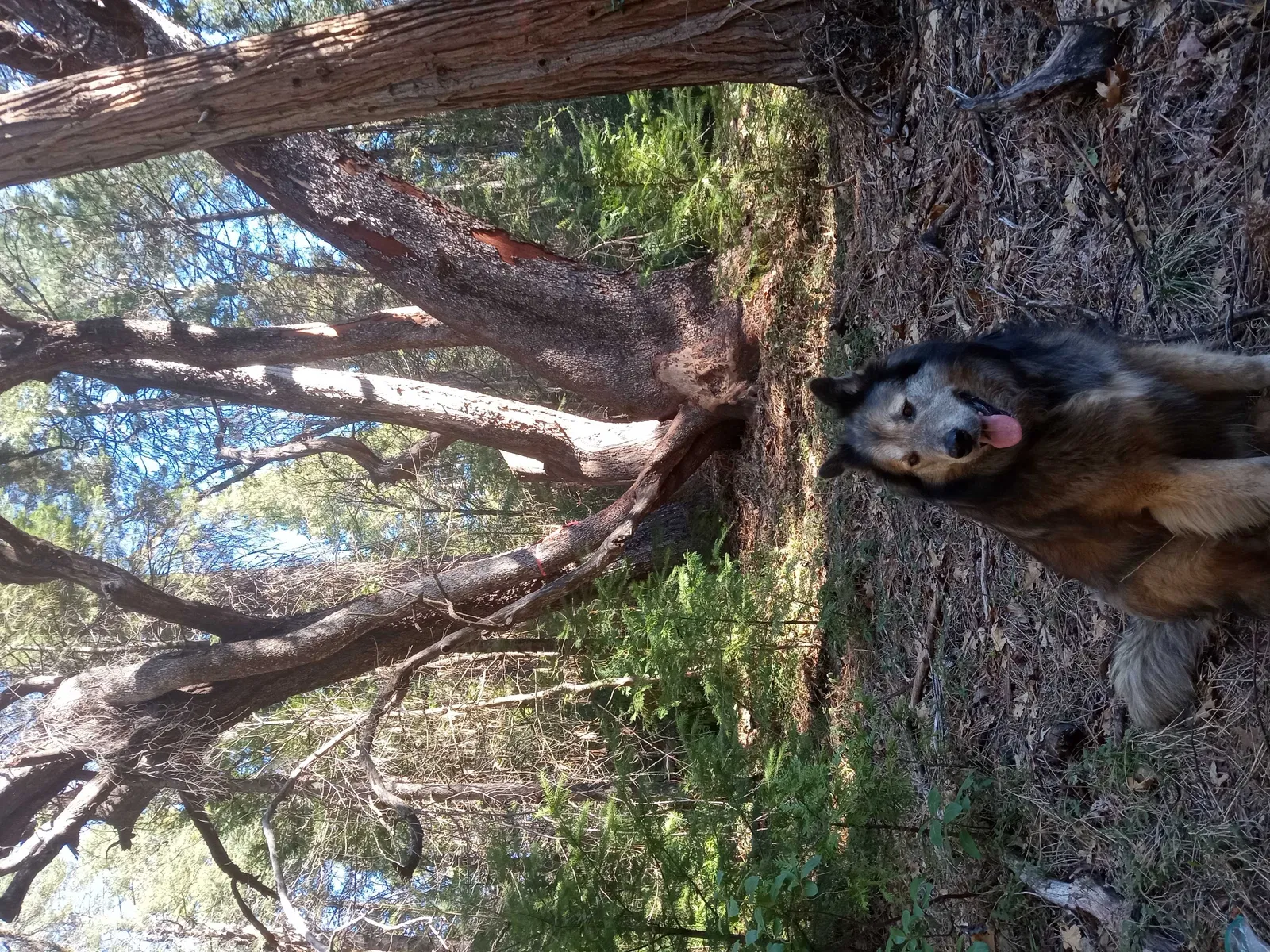Lost dog in Auburn, CA, 95603
