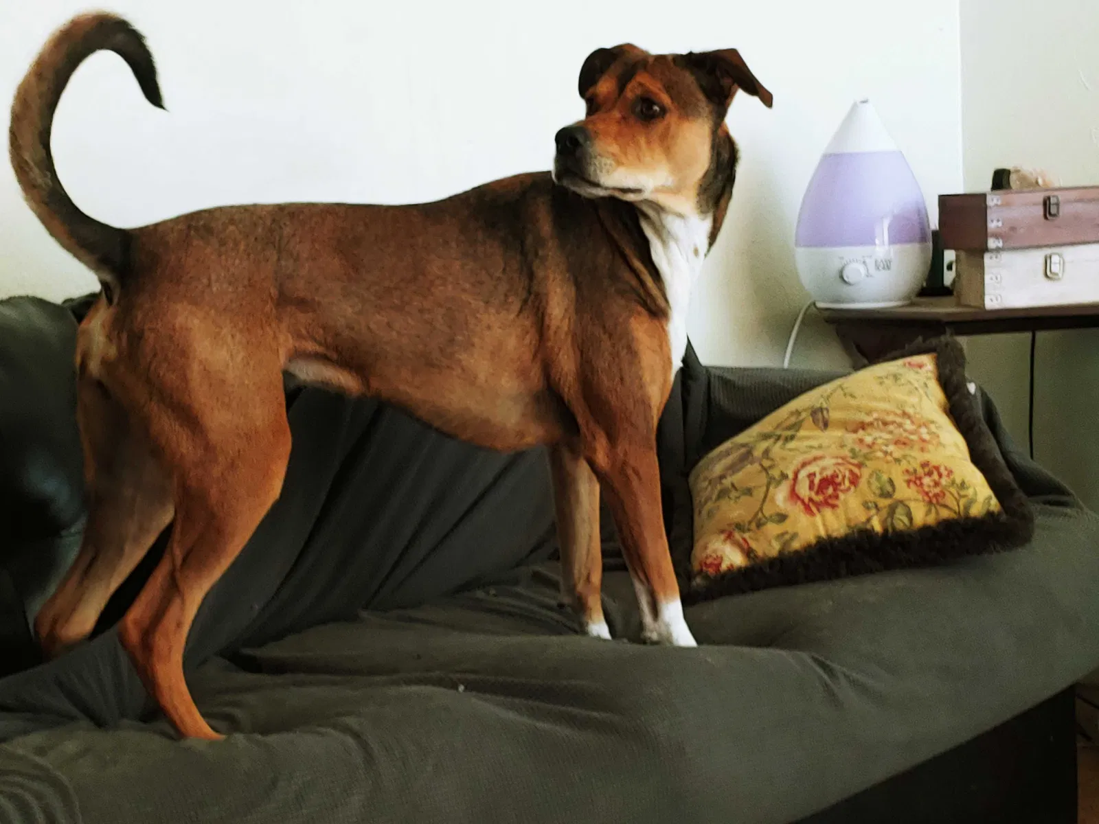Lost dog in Cuba, MO, 65453