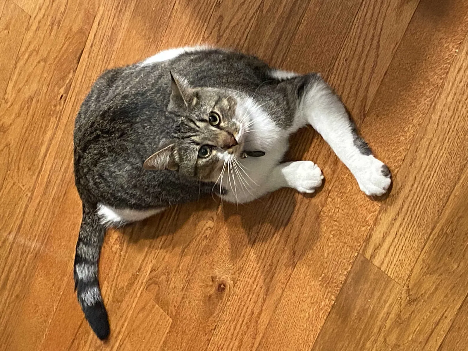 Lost cat in Abingdon, VA, 24210