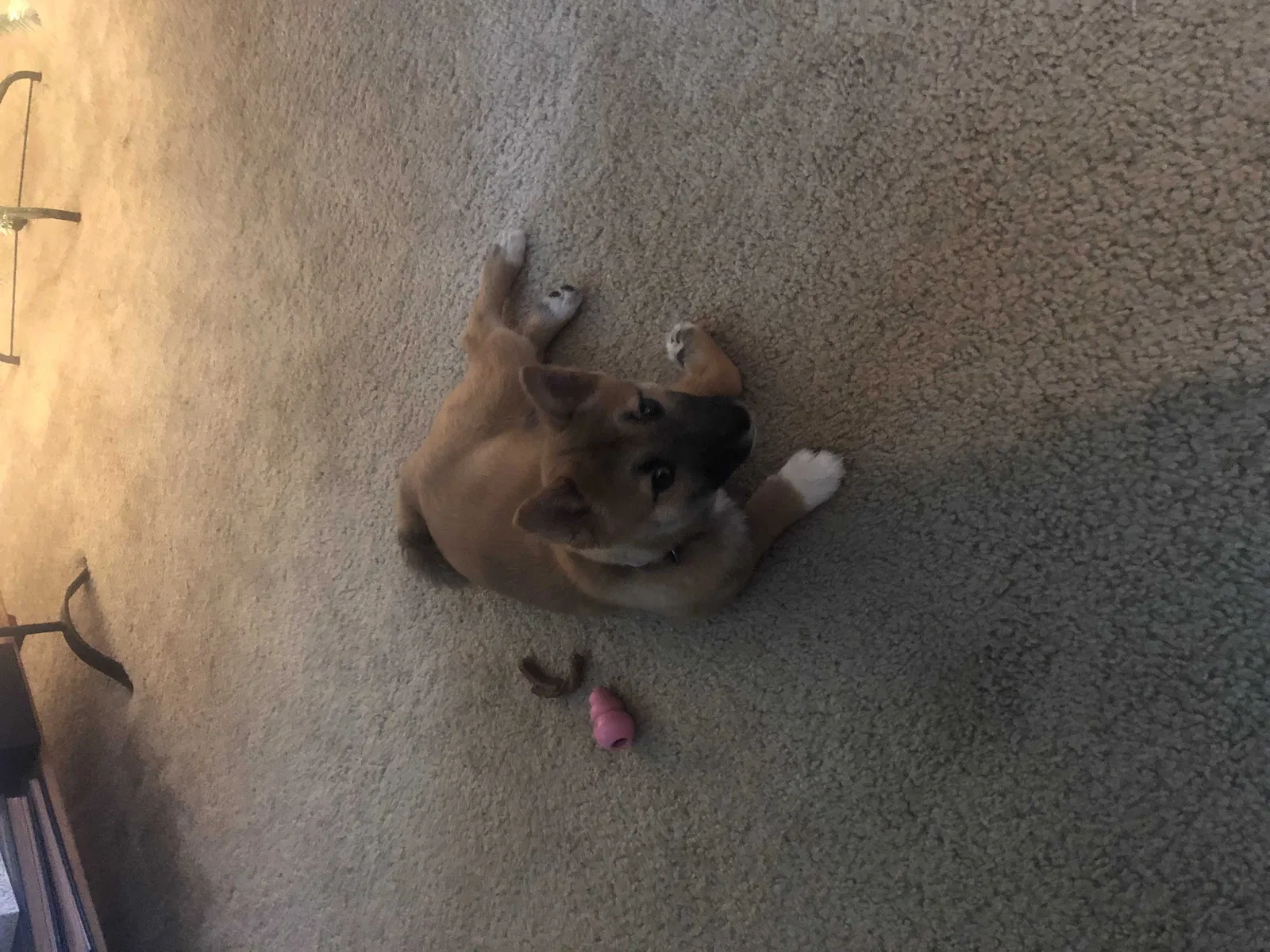 Lost dog in Westlake, OH, 44145