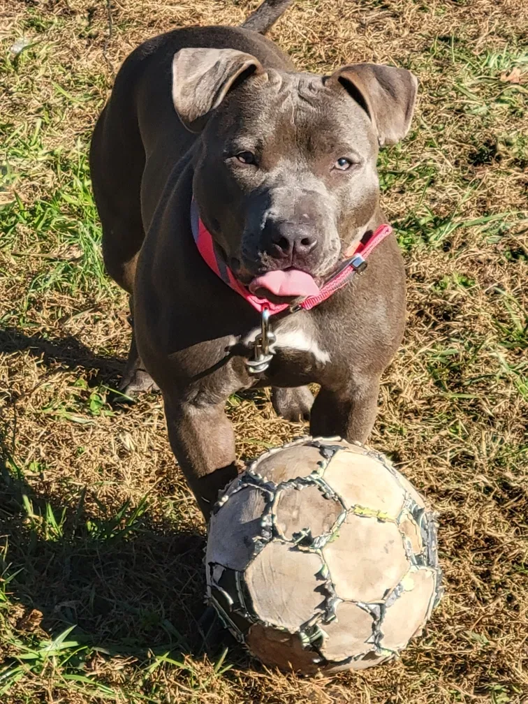Lost dog in Clarksville, TN, 37042