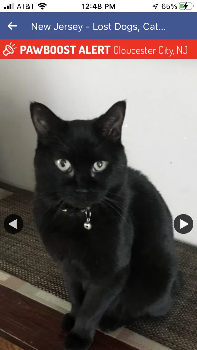 Lost cat in Gloucester City, NJ, 8030