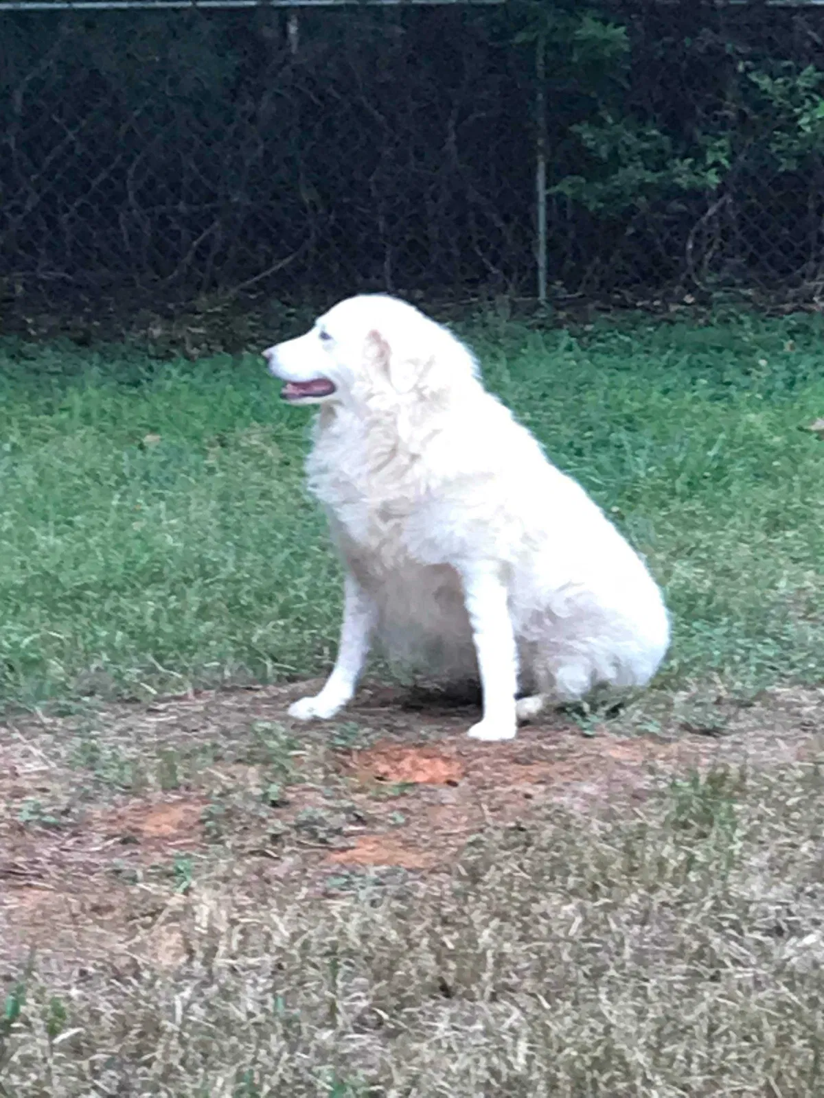 Lost dog in Clover, SC, 29710