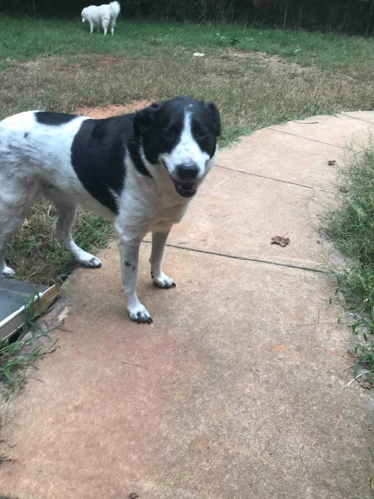 Lost dog in Clover, SC, 29710