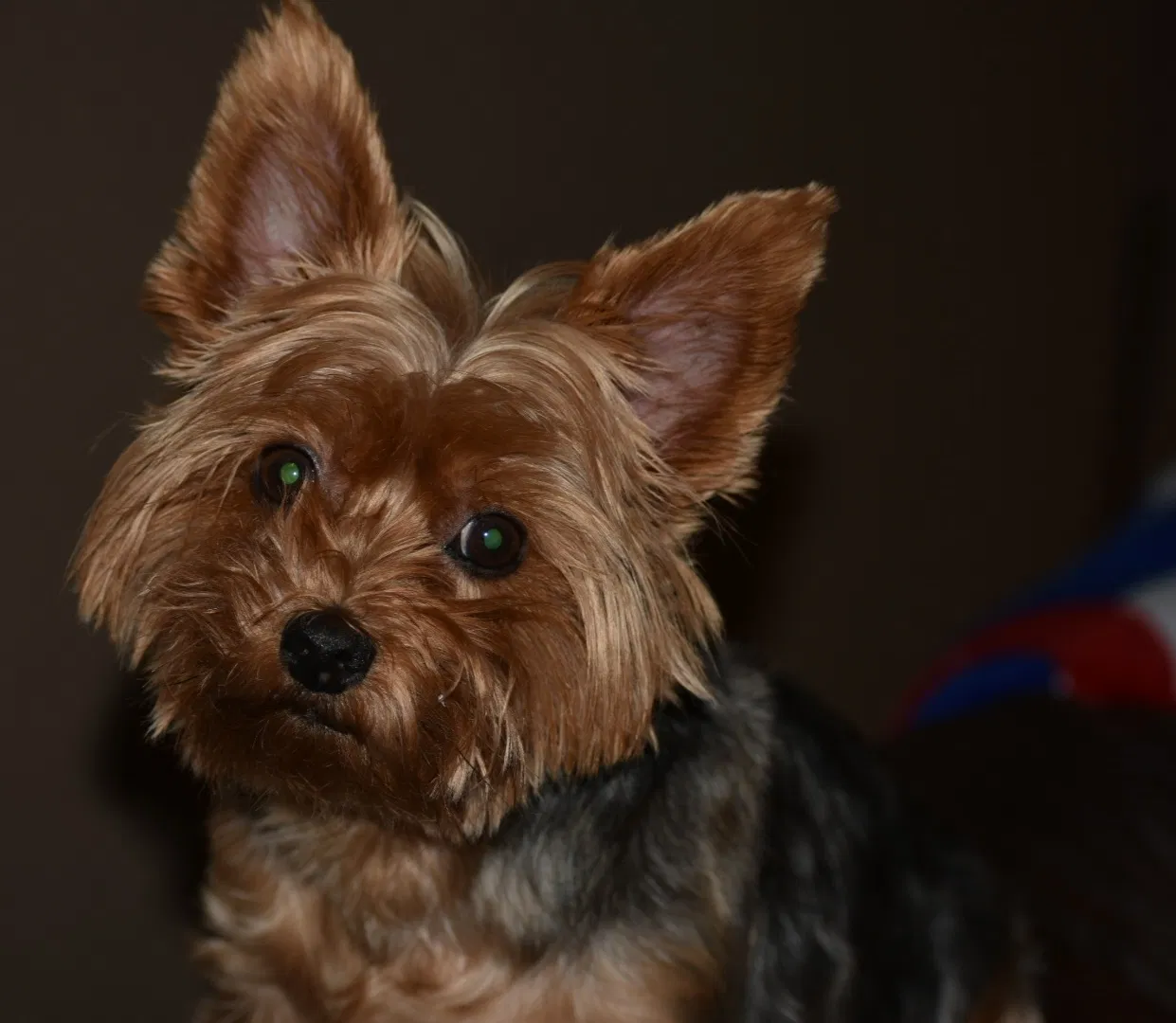 Lost dog in West, TX, 76691