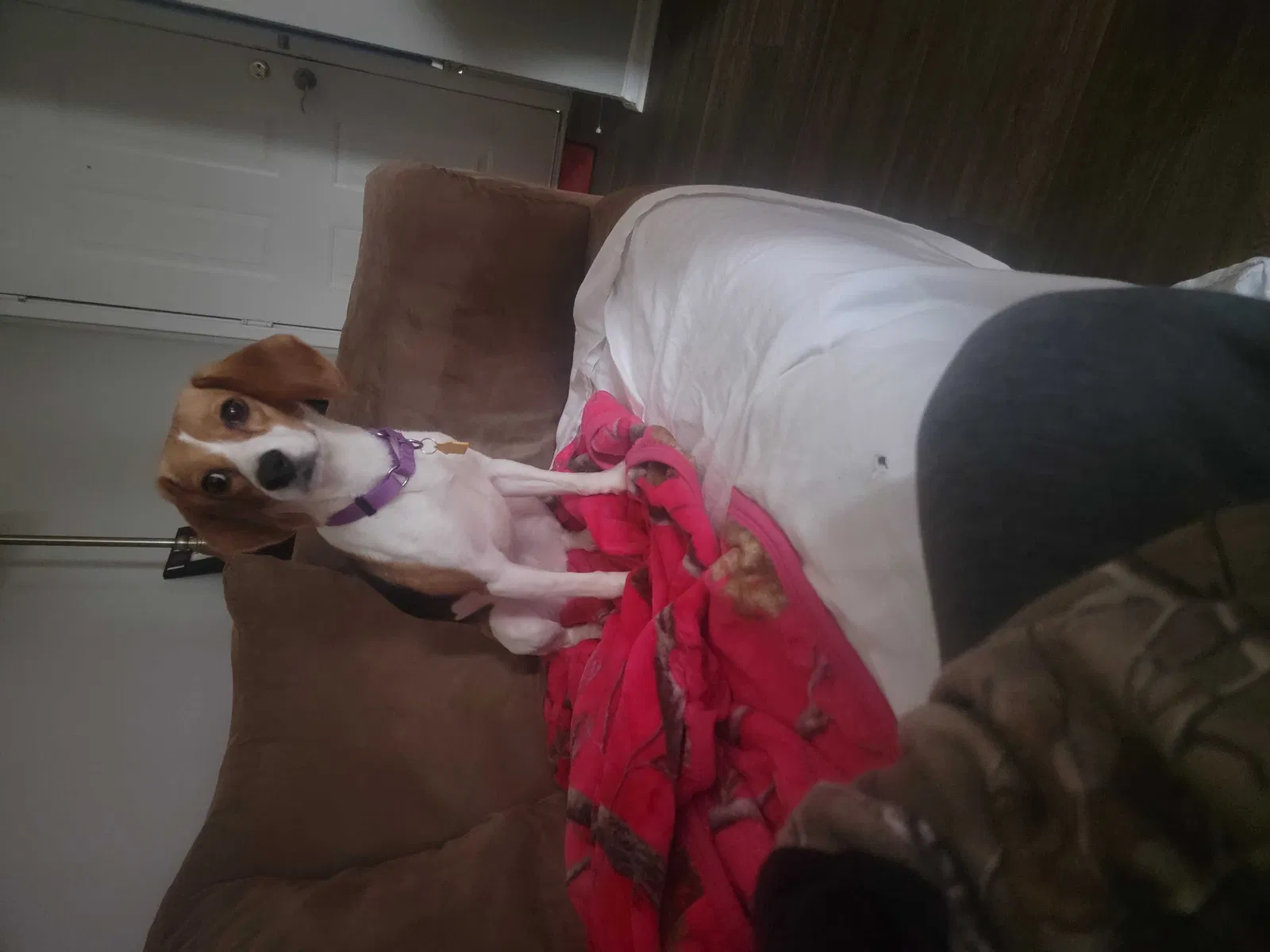 Lost dog in Hermitage, TN, 37076