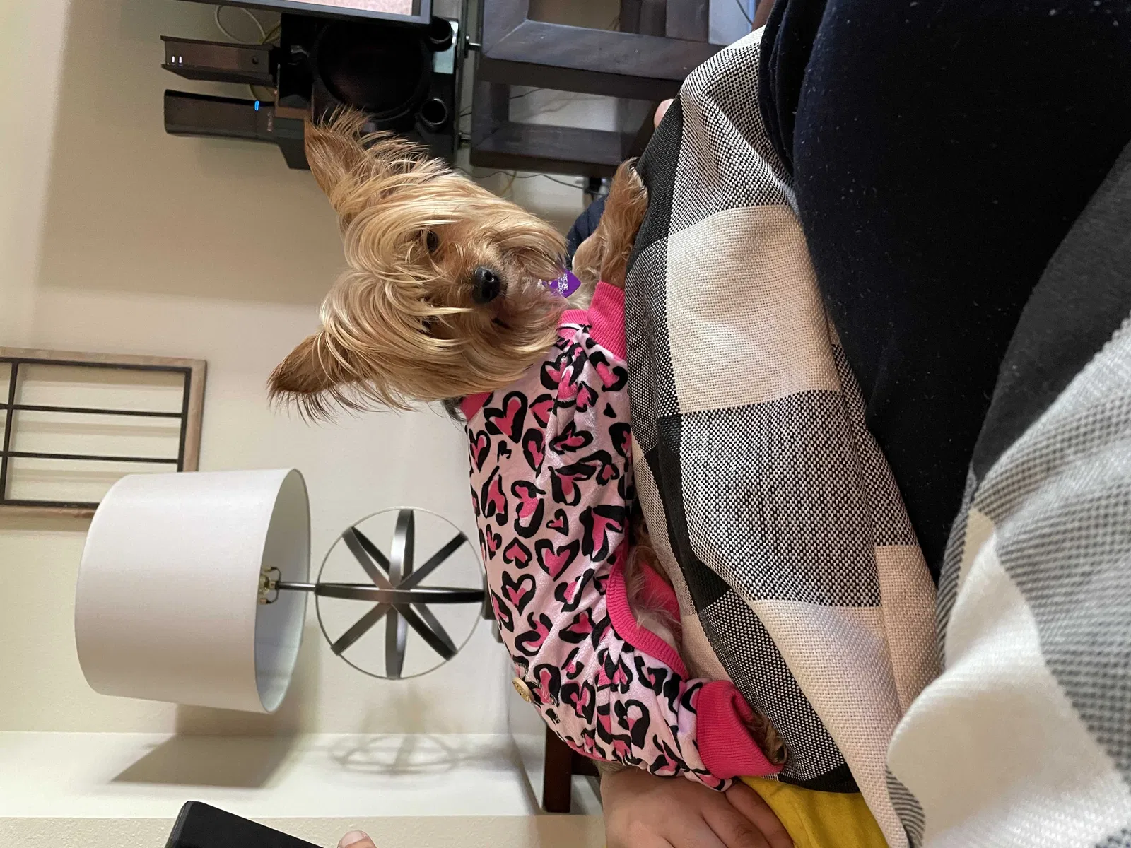 Lost dog in Clermont, FL, 34711