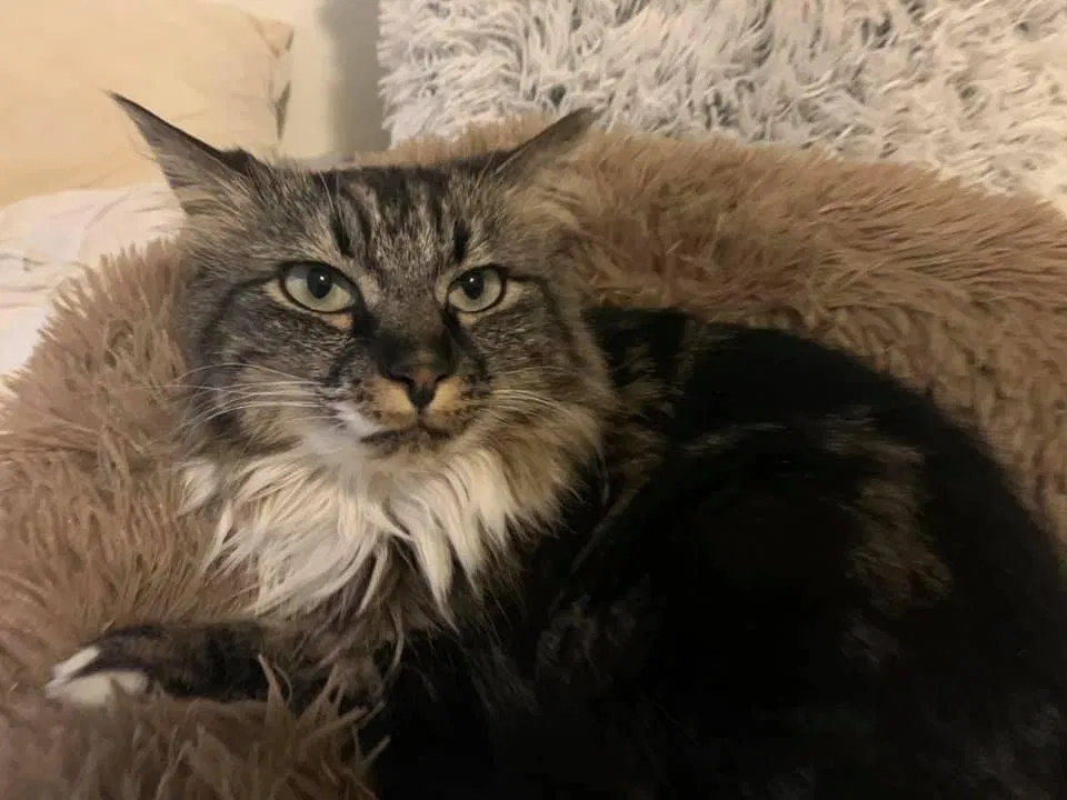 Lost cat in Shreveport, LA, 71118