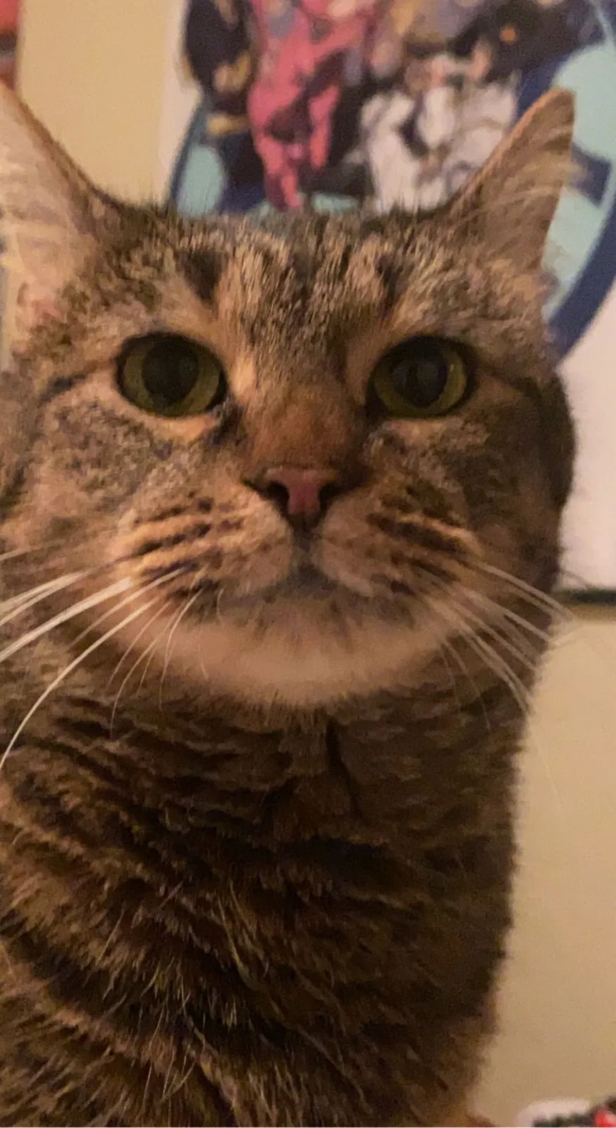 Lost cat in Amarillo, TX, 79118