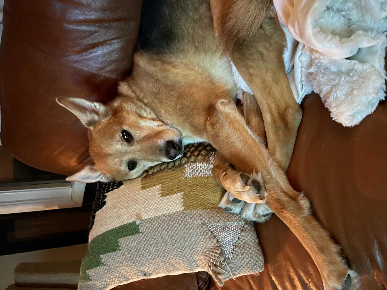Lost dog in Lancaster, PA, 17603