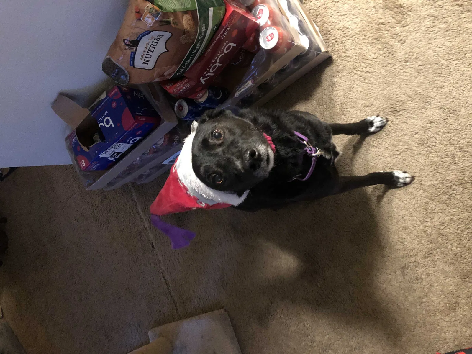 Lost dog in Lewisville, TX, 75077