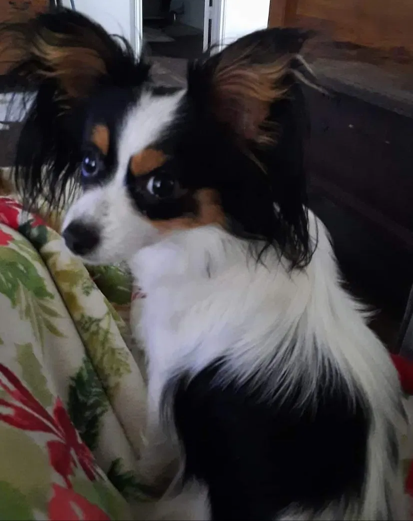 Lost dog in Grand Prairie, TX, 75052