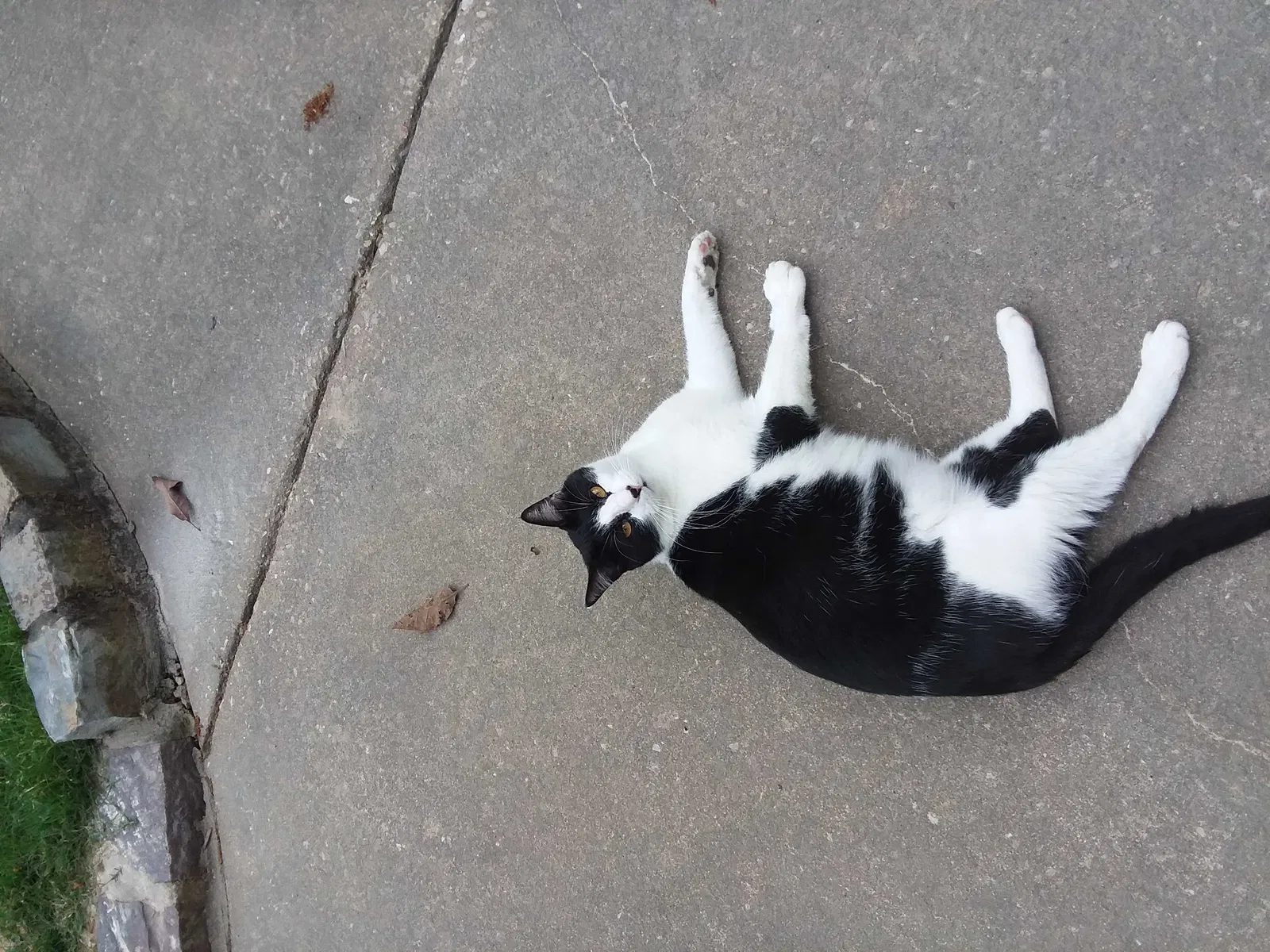 Lost cat in Hot Springs Village, AR, 71909