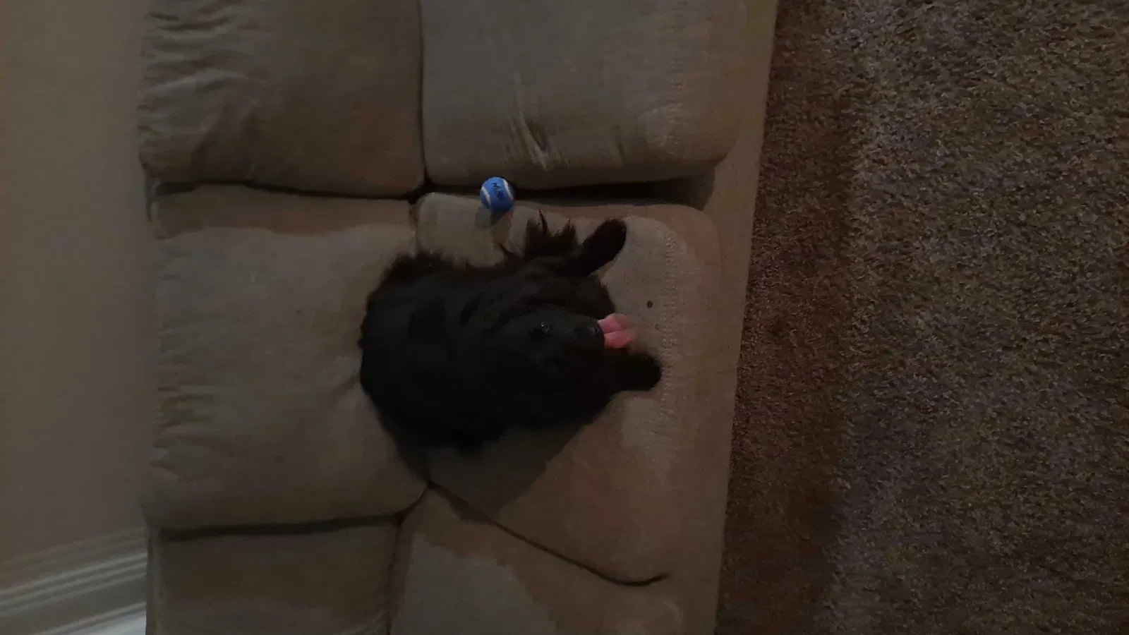 Lost dog in El Paso, TX, 79912
