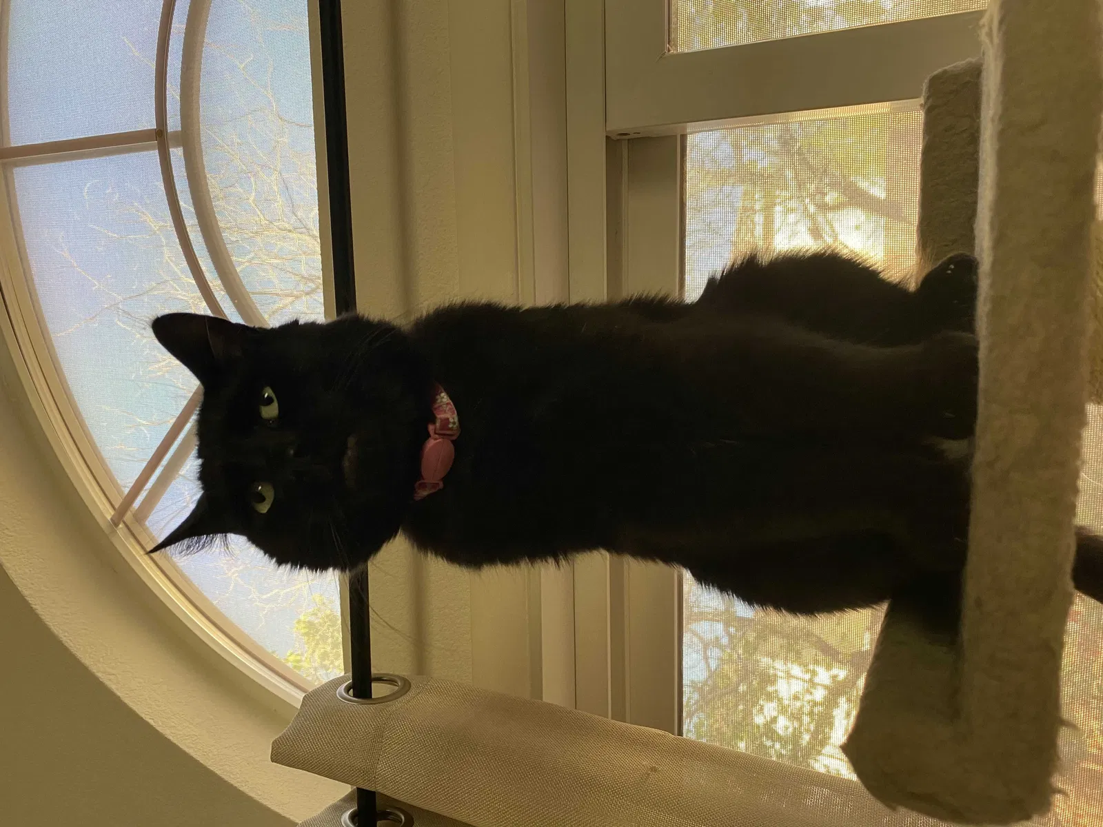 Lost cat in Las Vegas, NV, 89179