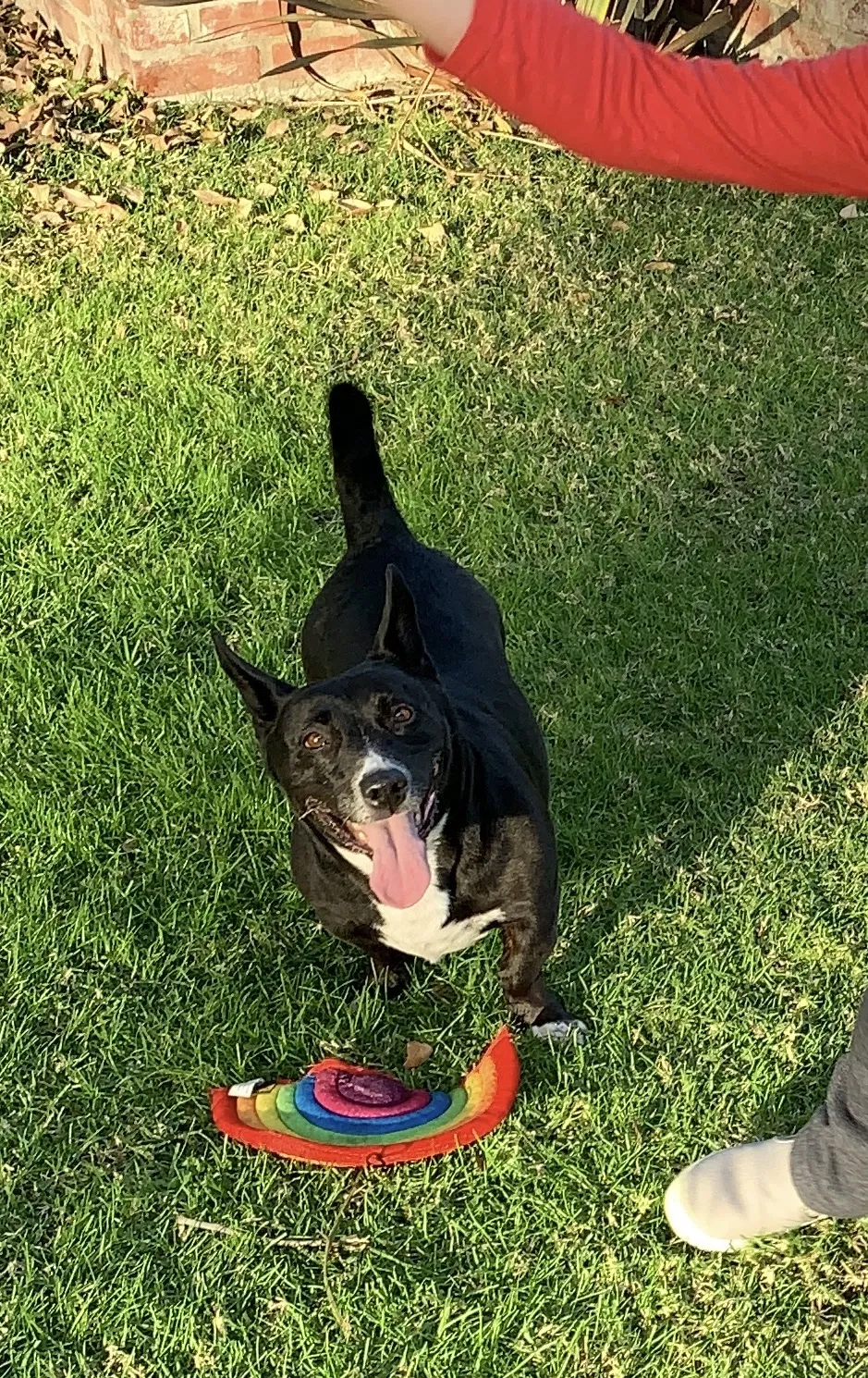 Lost dog in Long Beach, CA, 90807