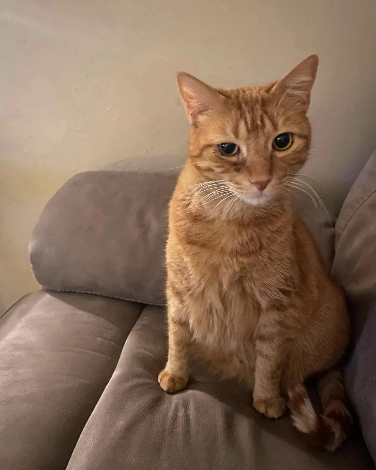 Lost cat in Shreveport, LA, 71107