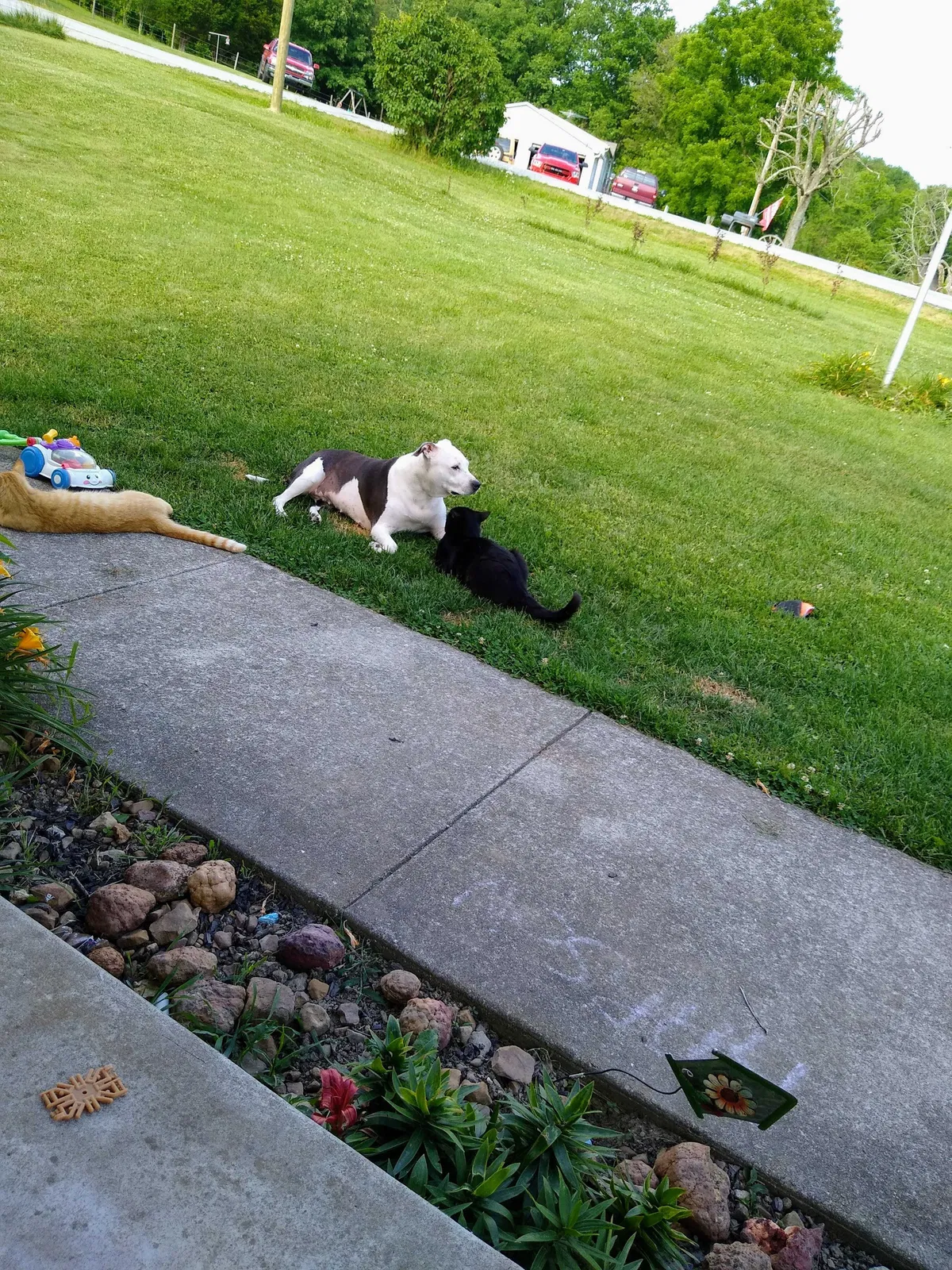 Lost dog in Freetown, IN, 47235