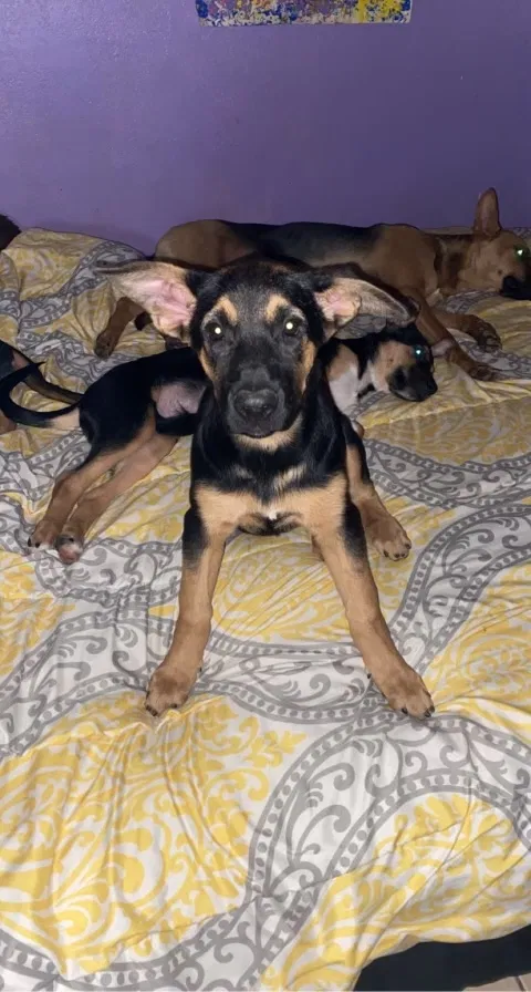 Lost dog in Glendale, AZ, 85308