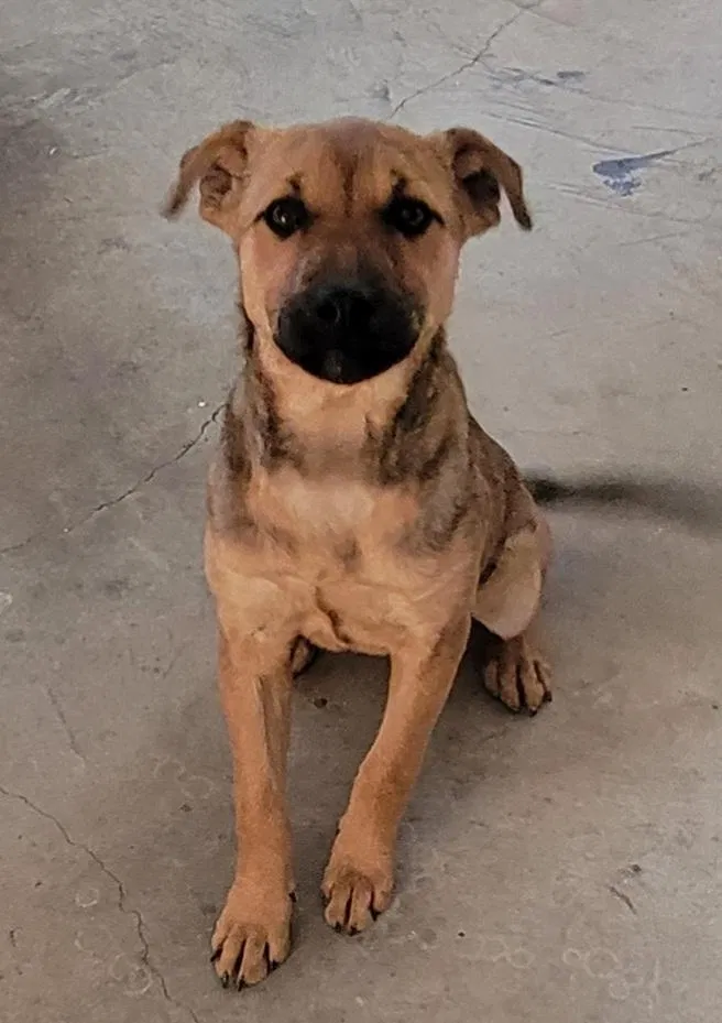 Found dog in Moody, TX, 76557