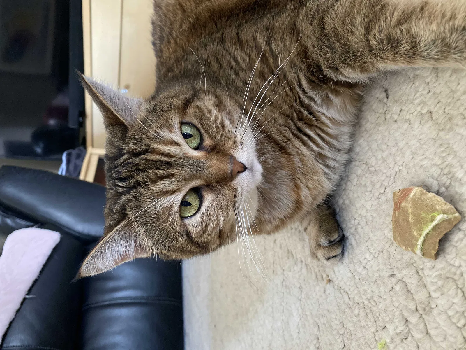 Lost cat in Polk City, IA, 50226