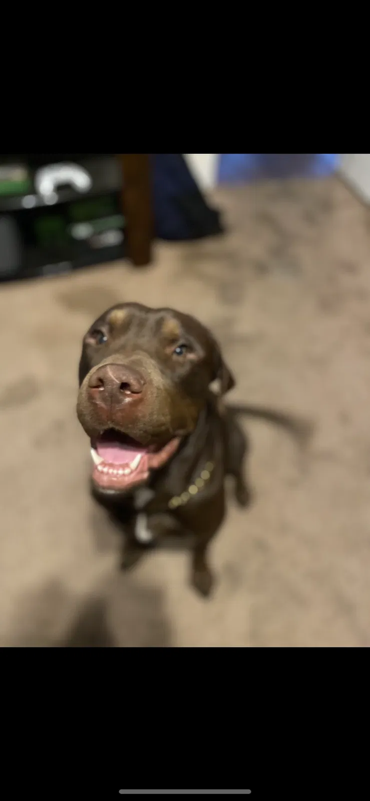Lost dog in Hutchinson, KS, 67501