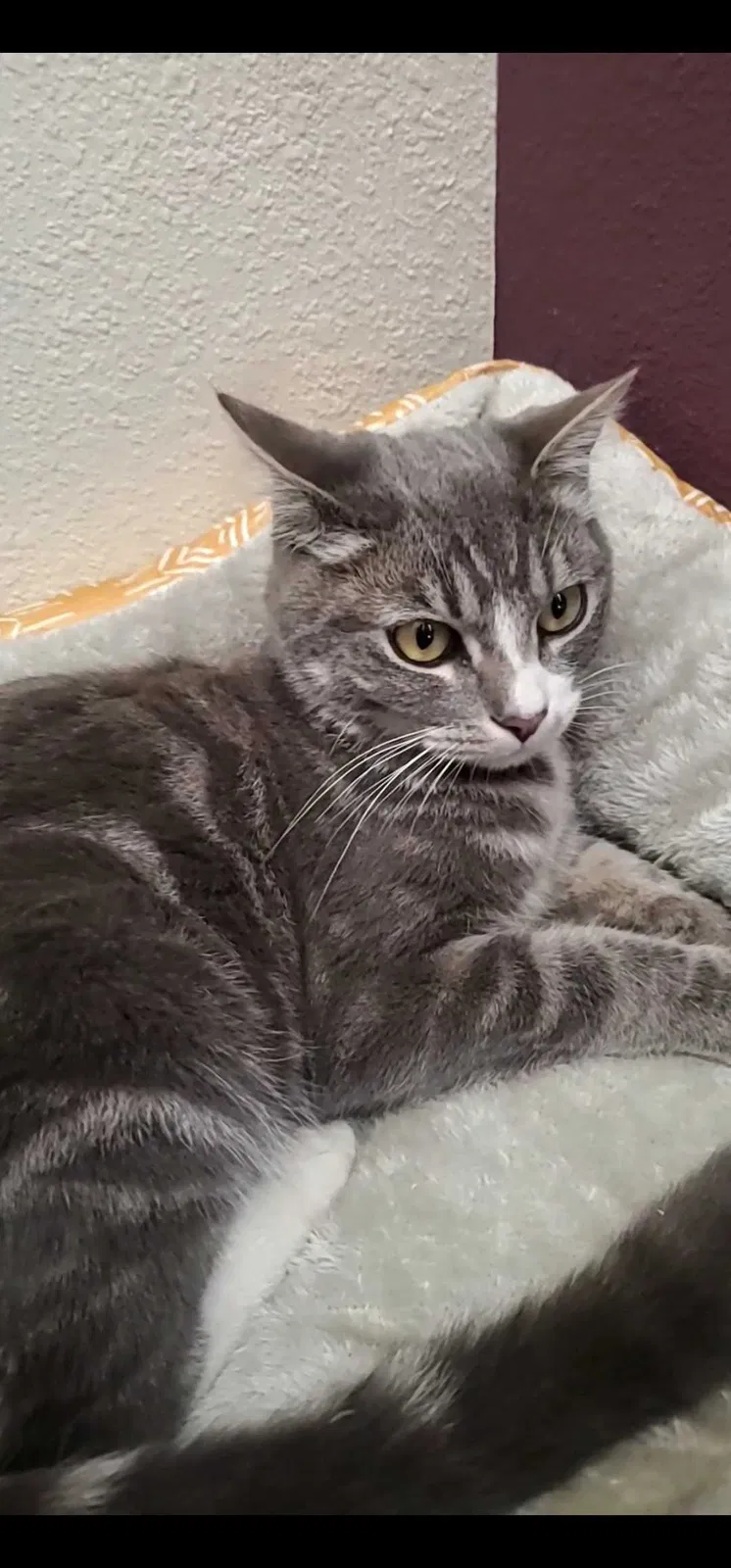 Lost cat in Riverside, CA, 92506