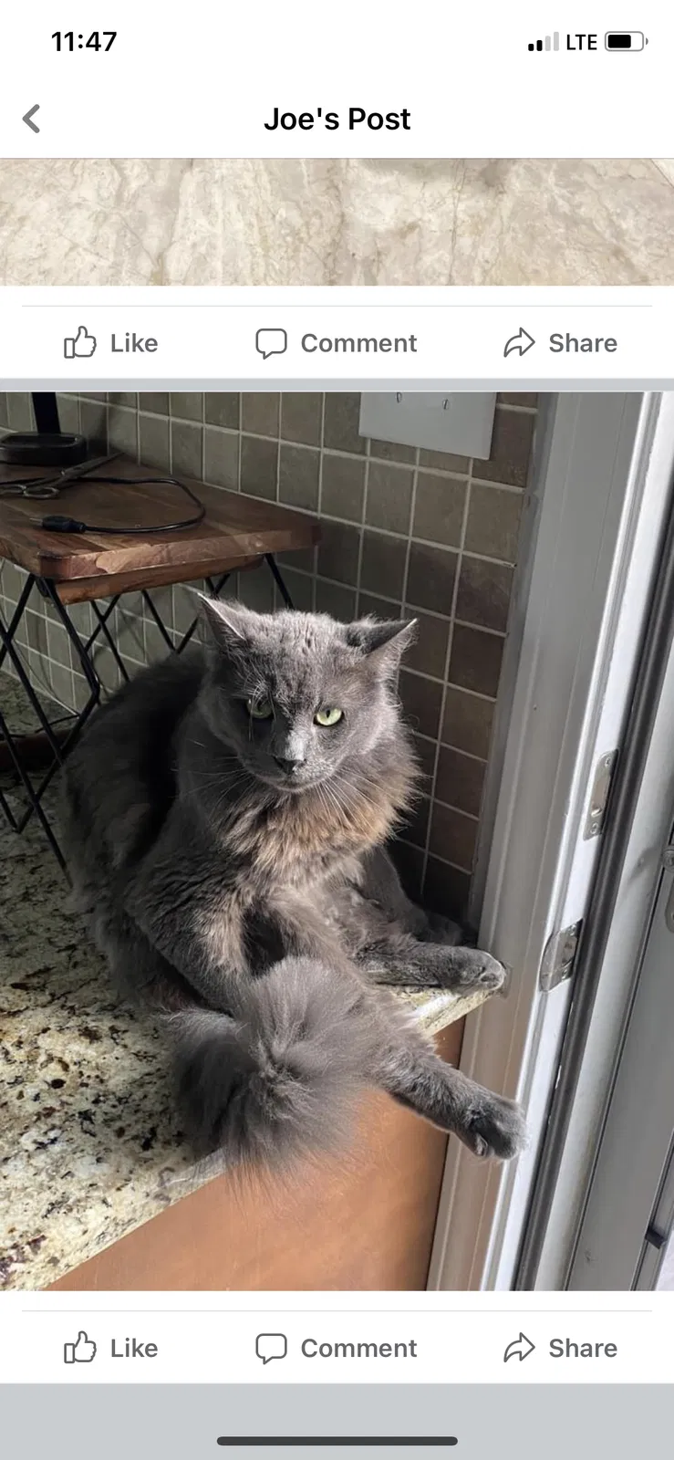 Lost cat in Matthews, NC, 28104