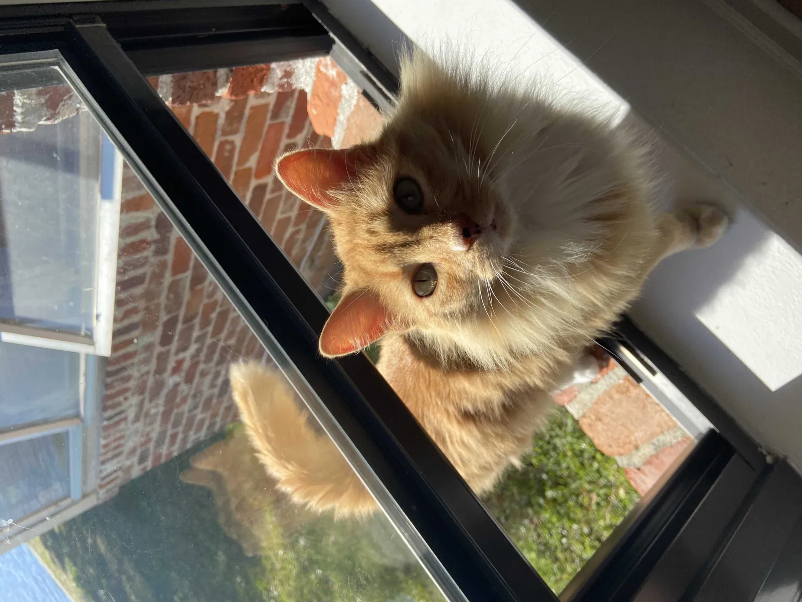 Lost cat in Jacksonville, FL, 32205