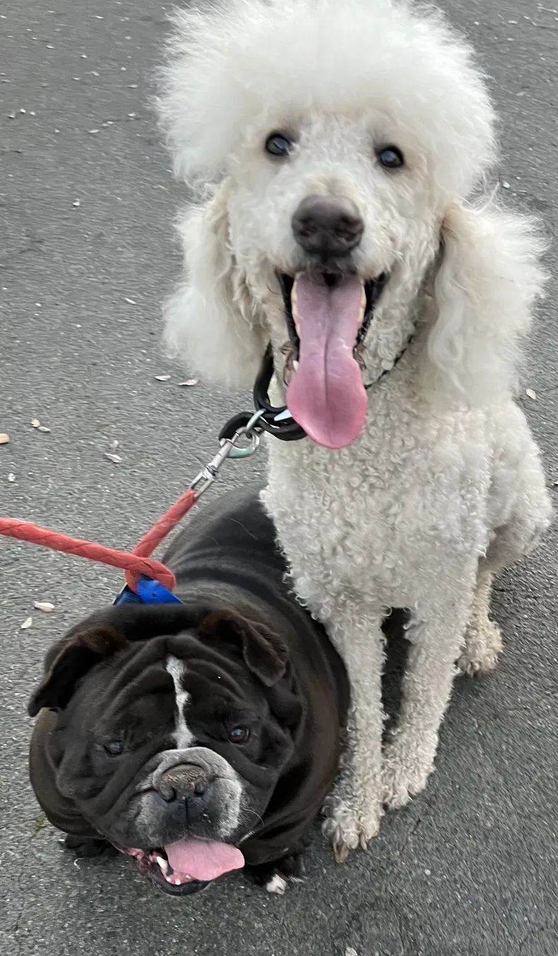 Lost dog in Citrus Heights, CA, 95610