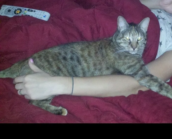 Lost cat in Concord, NC, 28025