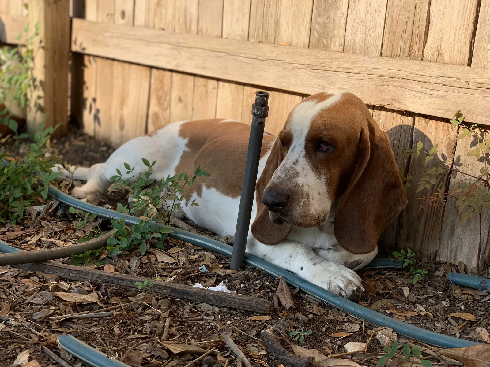 Lost dog in San Antonio, TX, 78264